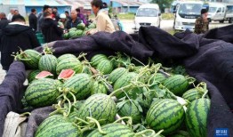 吃瓜爆料柳州视频大全集,视频大全集精彩回顾